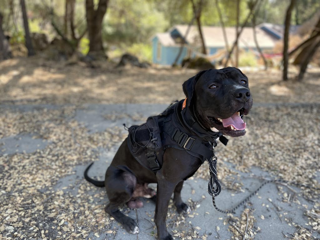Orange Dog Harness, Neon Dog Harness , Orange Tactical Dog Harness, Dog Hunting Harness Goat