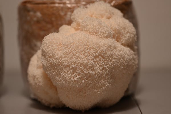 Micelij v tekočem gojišču - tekoča kultura