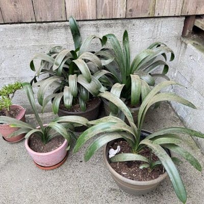 Leaf Sweep™ Plant Cleaning Tool - Starter Kit w/ Combo Covers