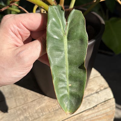 Leaf Sweep™ Plant Cleaning Tool - Starter Kit w/ Combo Covers