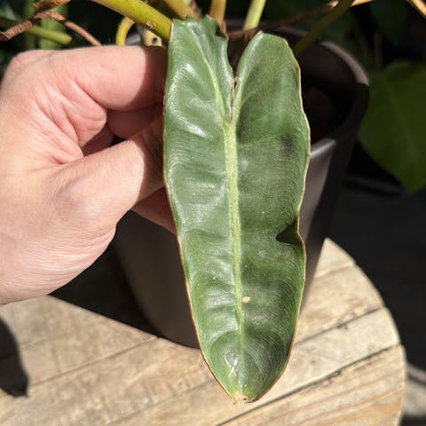 Leaf Sweep™ Plant Cleaning Tool - Starter Kit w/ Combo Covers