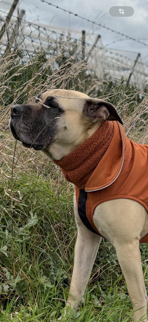 Hundeloop Teddy cognac