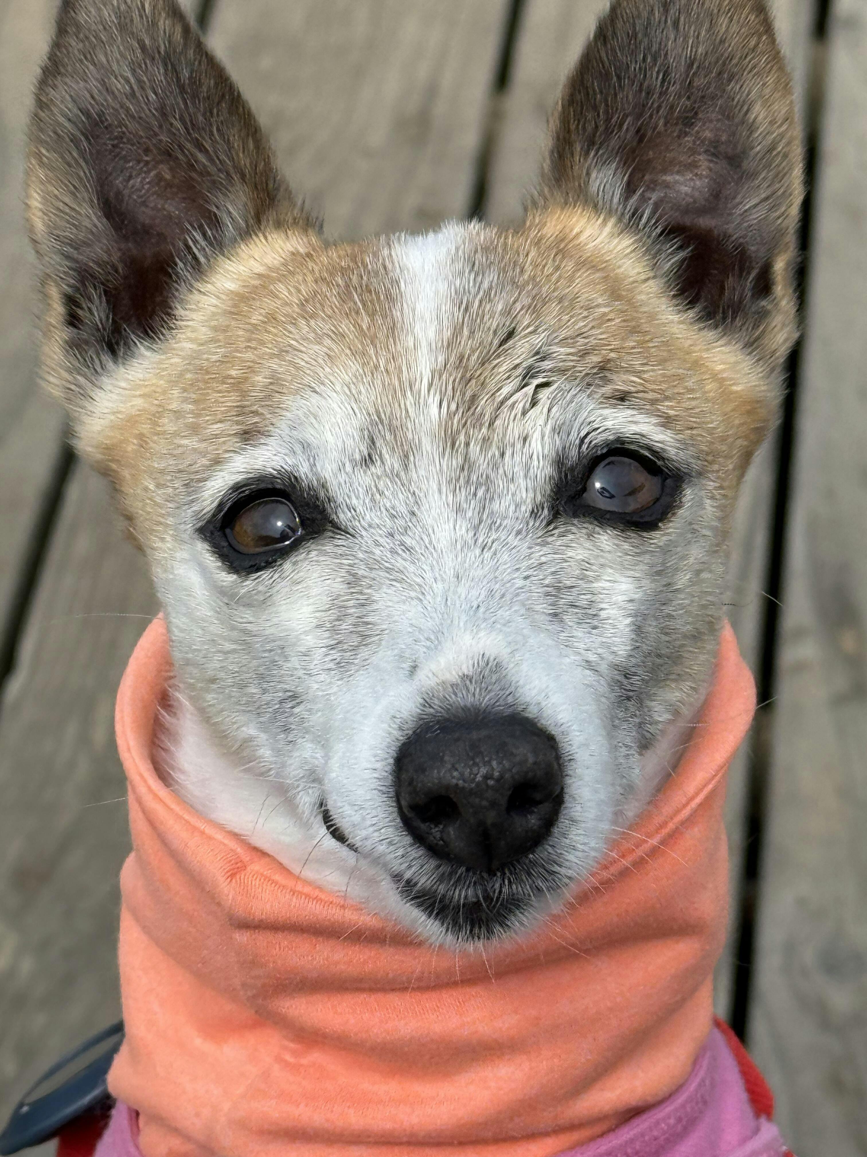 Sun Shield Snood | UV-Blocking | Goldpaw Series