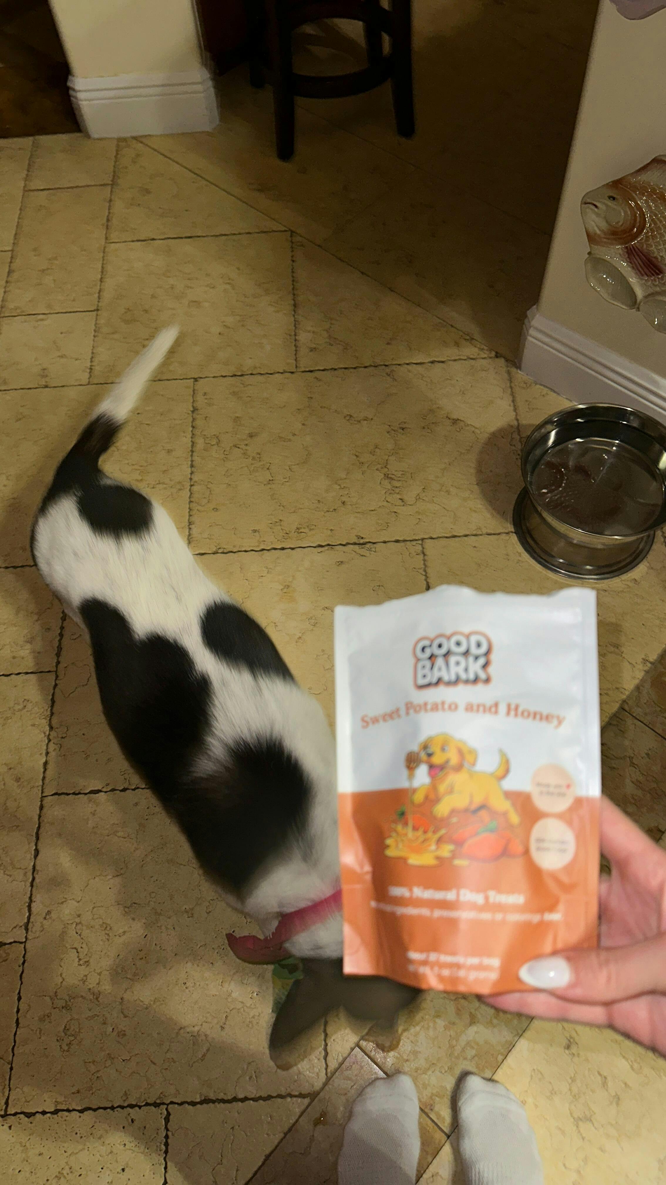 Good Bark customer photo from Bailey's Mother