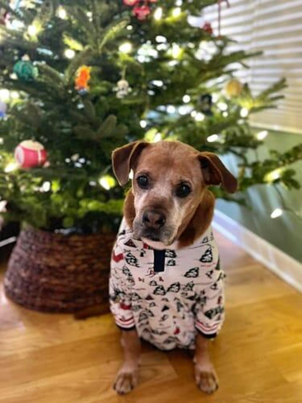 Where's Santa Pajama (Dog Sizes Only)