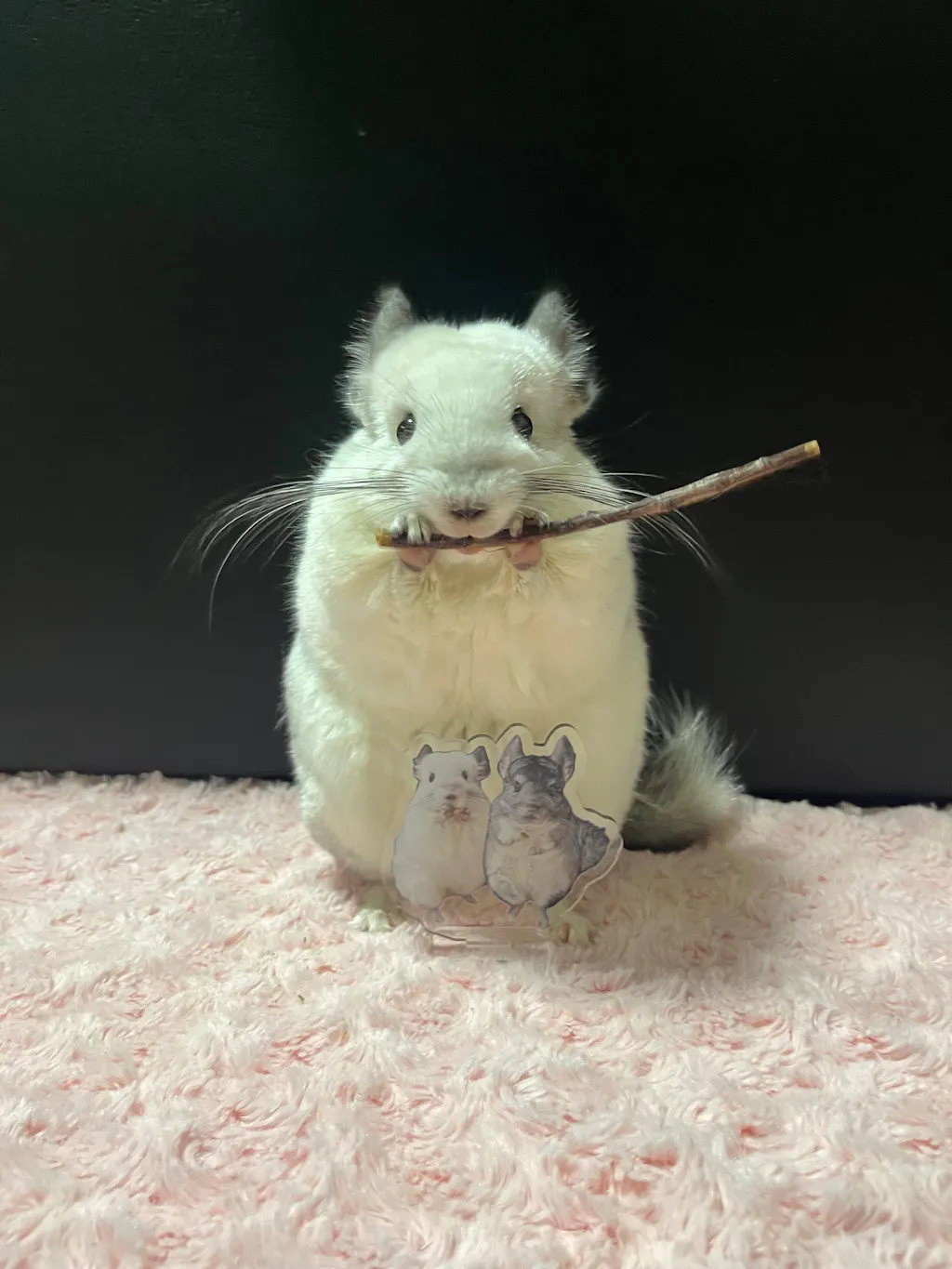 オリジナルアクリルスタンド(アクスタ)  EVG22