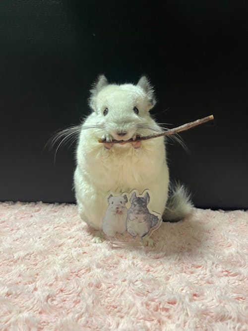 オリジナルアクリルスタンド(アクスタ)  EVG22