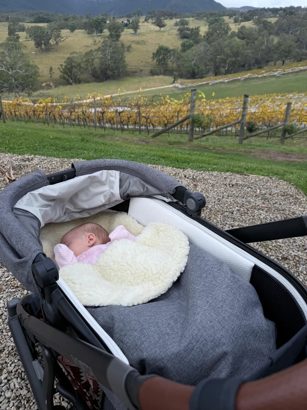 Gooseberry Australia