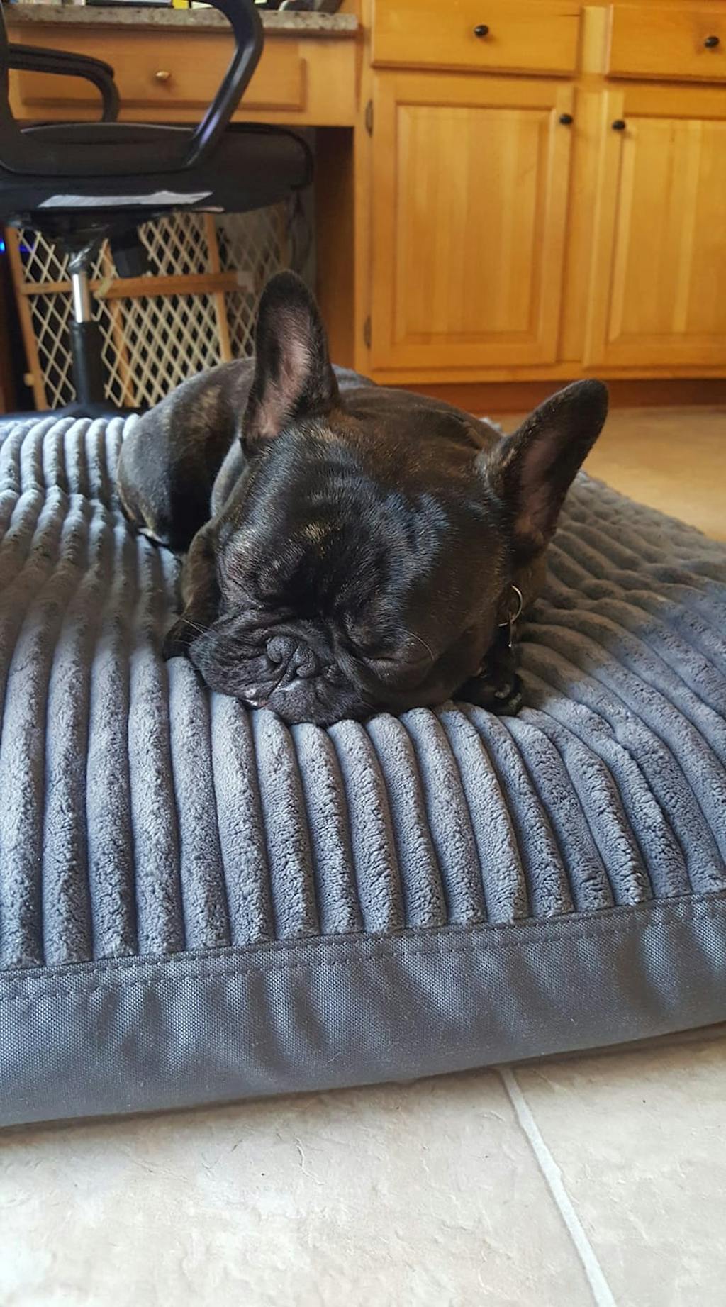 XL Luxury Tough Nesting Dog Bed Gorilla Dog Beds®