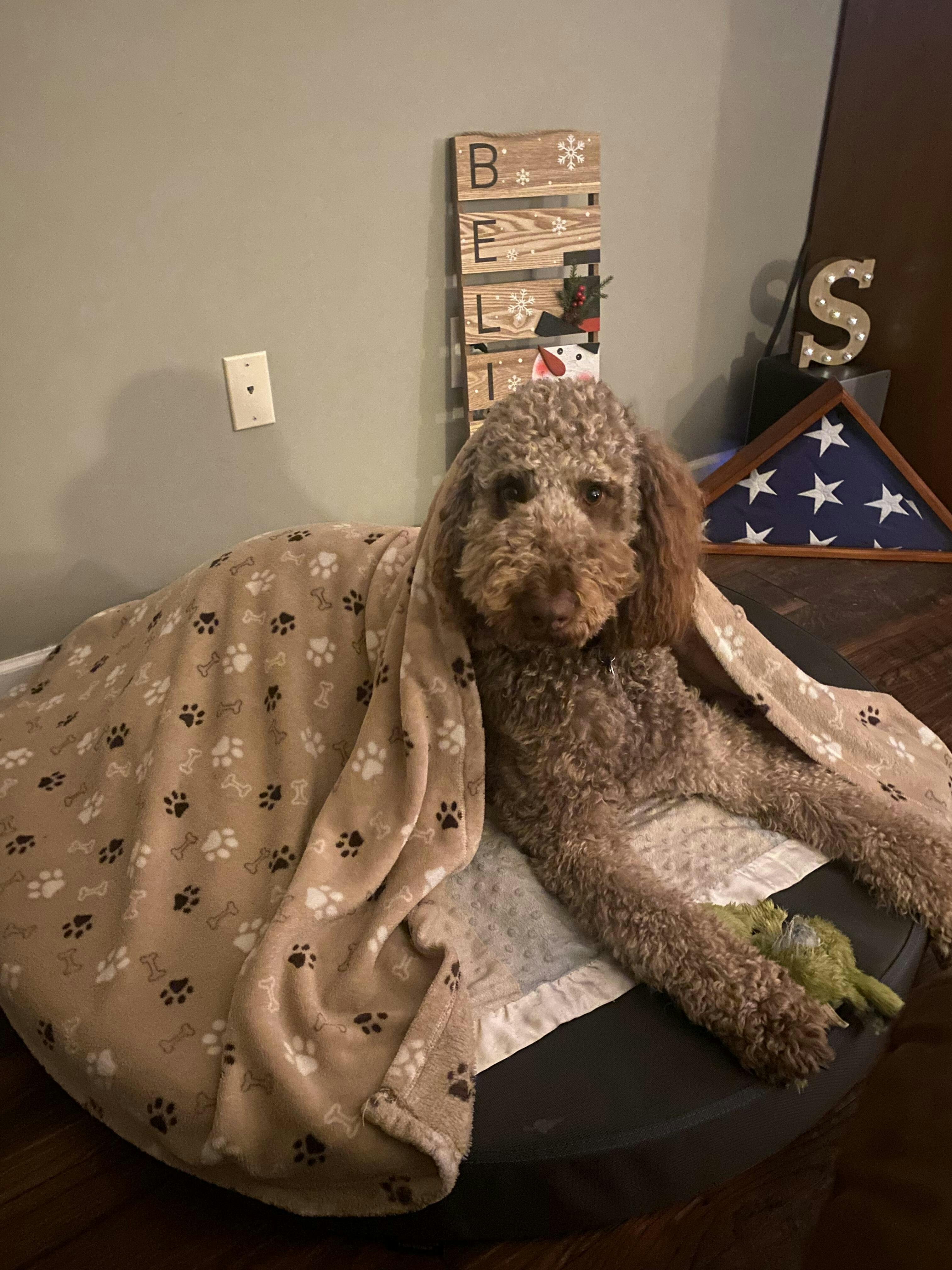 Chew Proof Ballistic Orthopedic Dog Bed Gorilla Dog Beds®