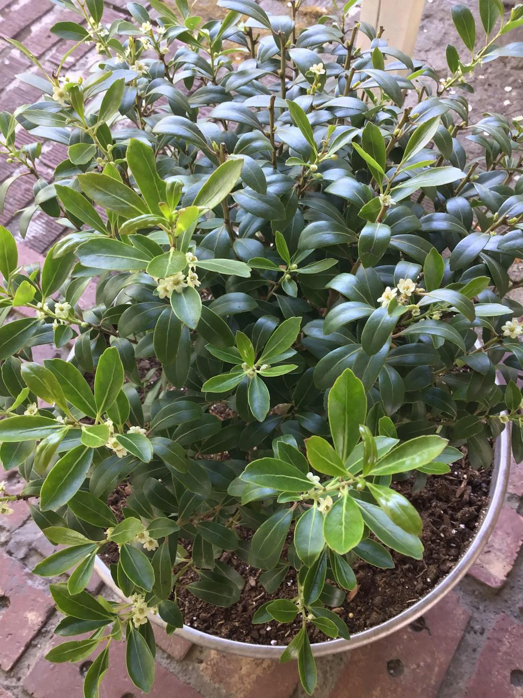 Strongbox® Inkberry Holly Proven Winners Great Garden Plants