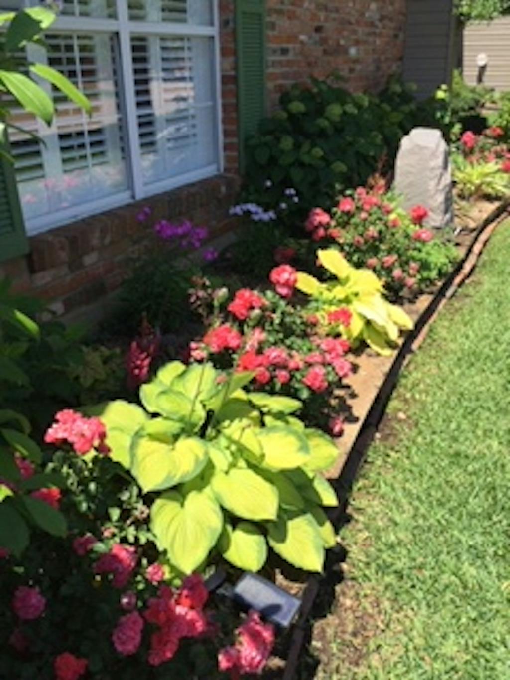 'Cat's Pajamas' Catmint Perennials Great Garden Plants