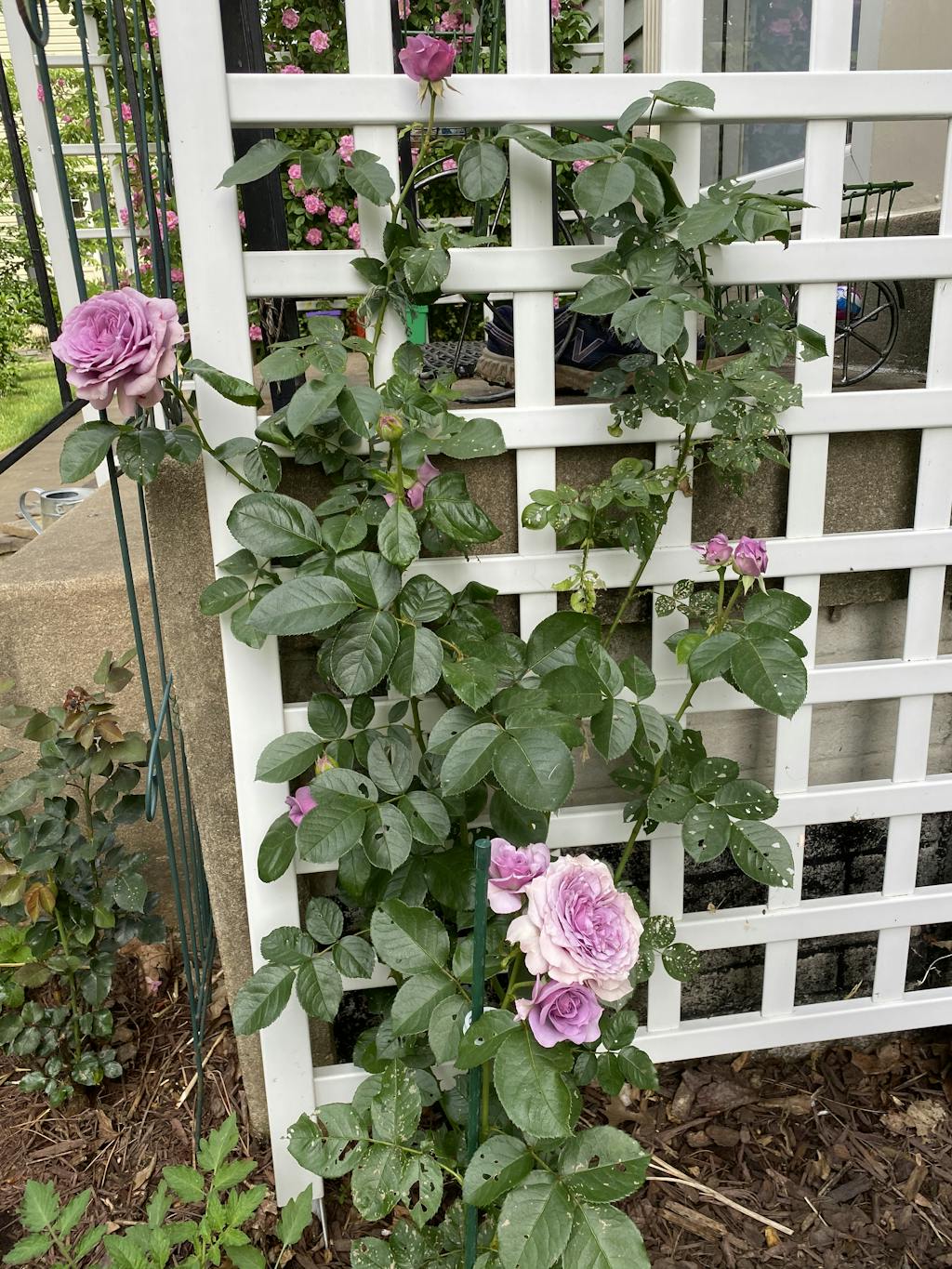 Quicksilver™ Climbing Rose Great Garden Plants