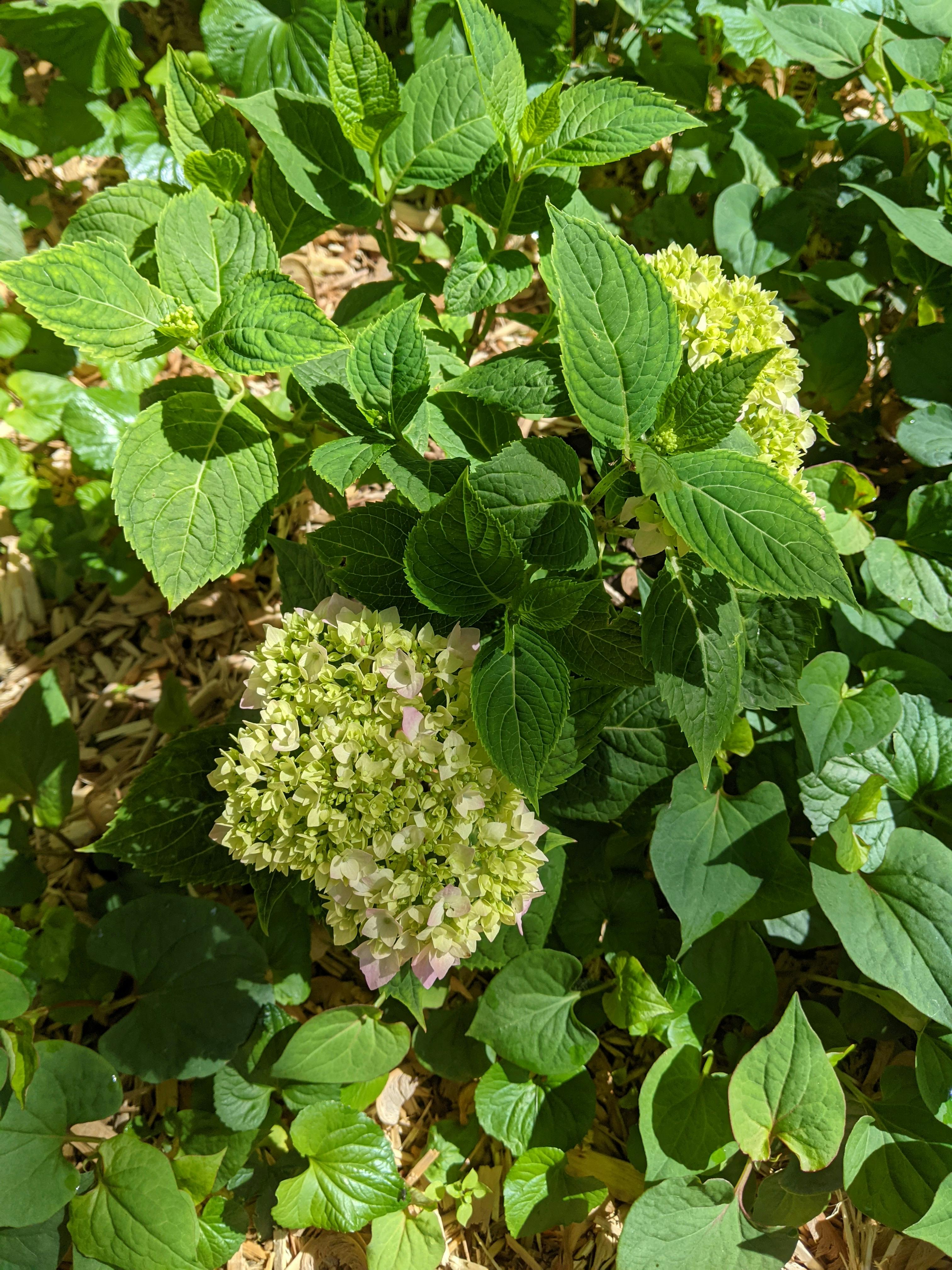 Endless Summer® Bigleaf Hydrangea | Shrubs | Great Garden Plants