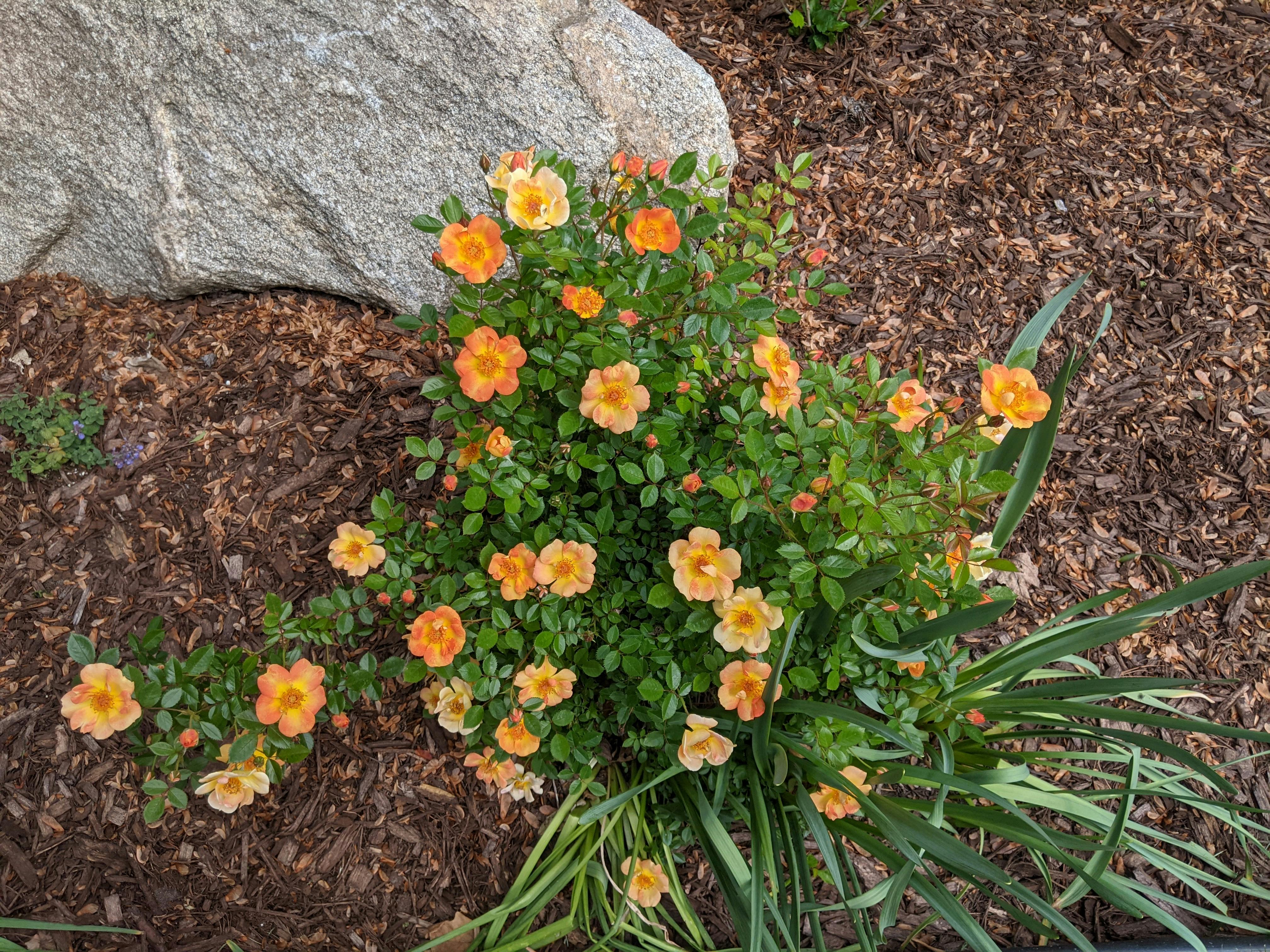 Oso Easy Paprika Rose