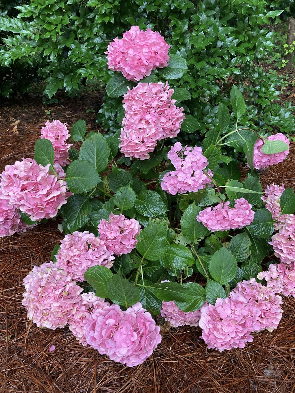Let�s Dance Big Band™ Bigleaf Hydrangea Shrub Great