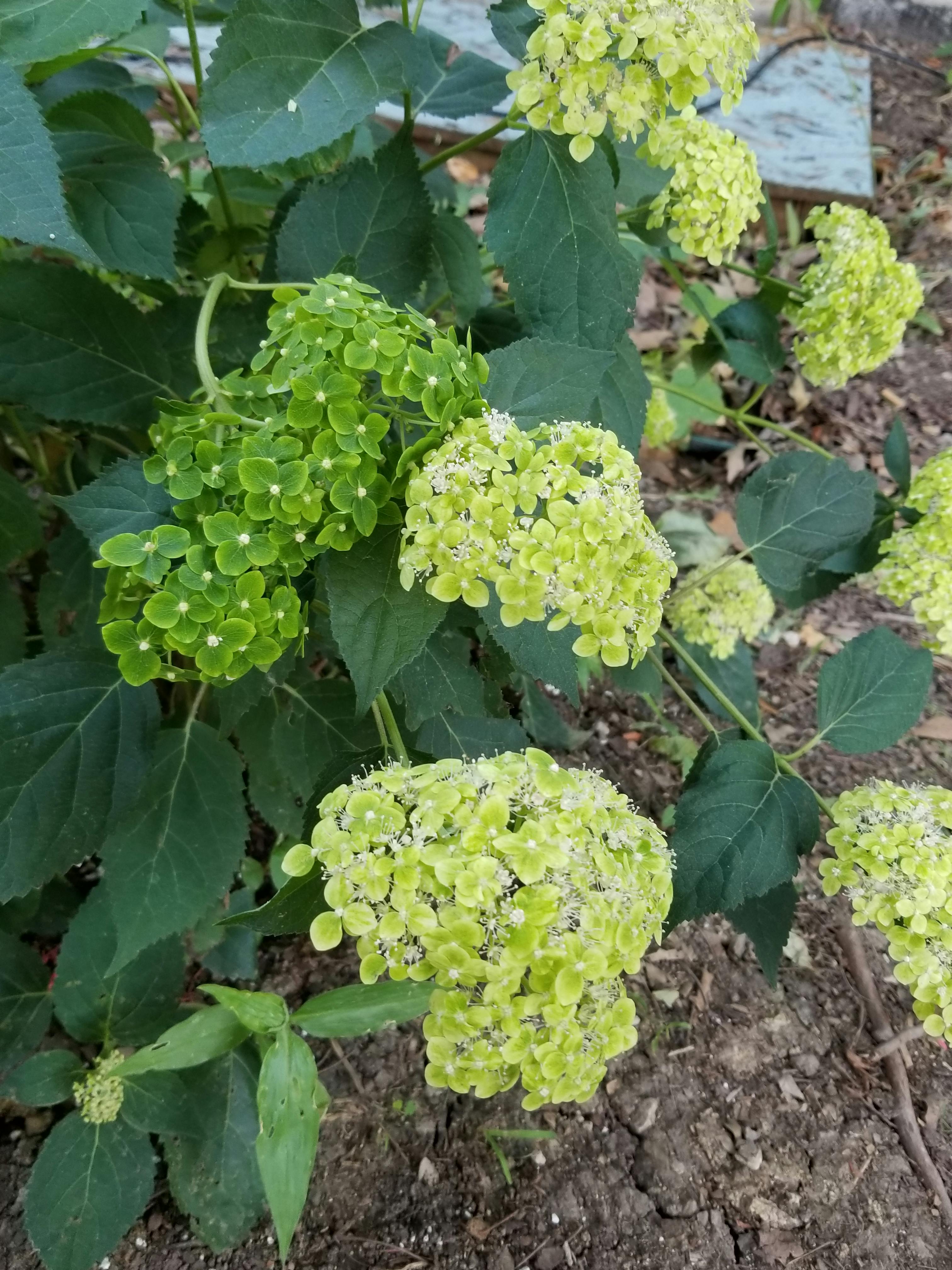 Lime Rickey Smooth Hydrangea