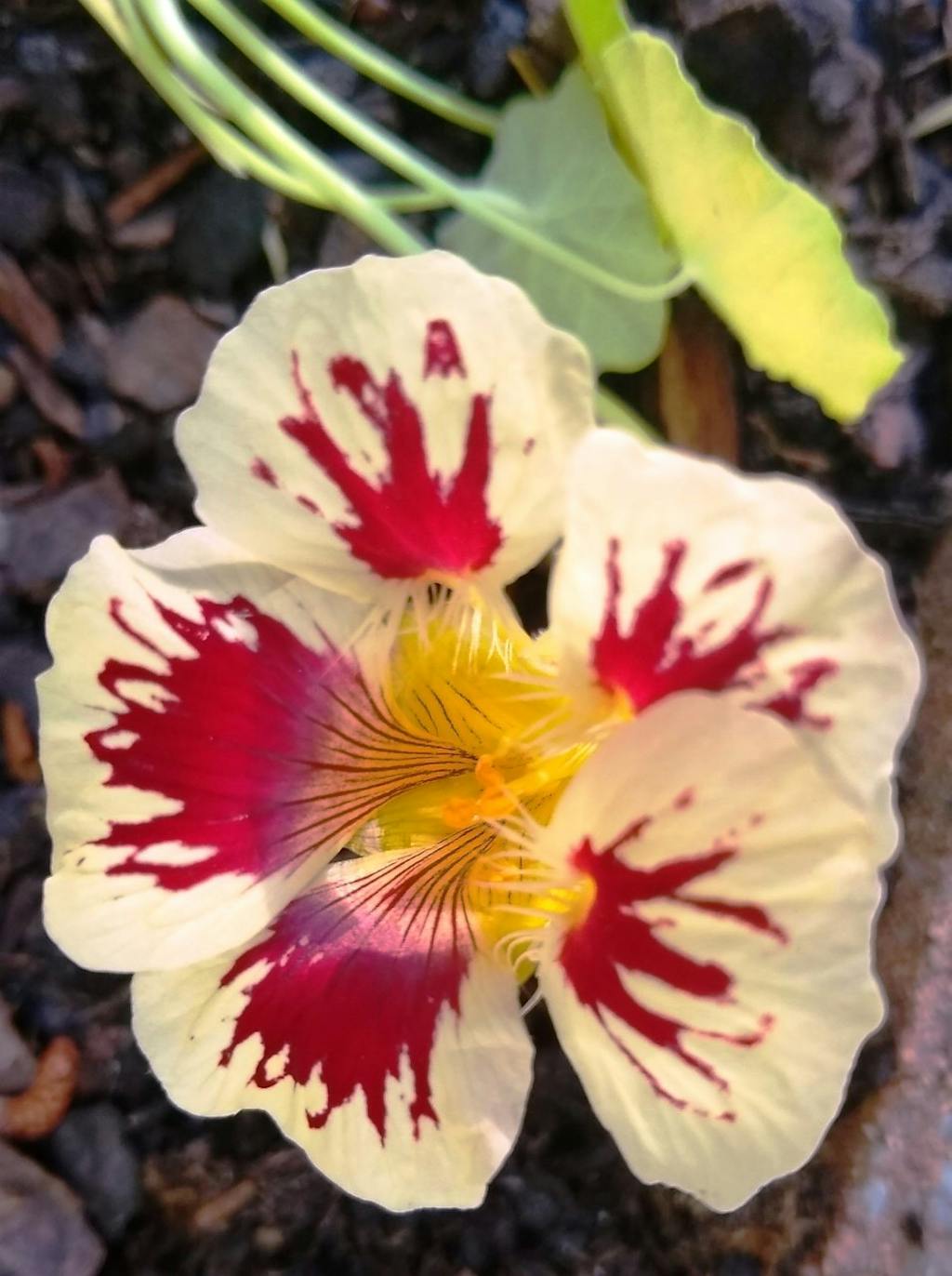 Threadleaf Bluestar Great Garden Plants
