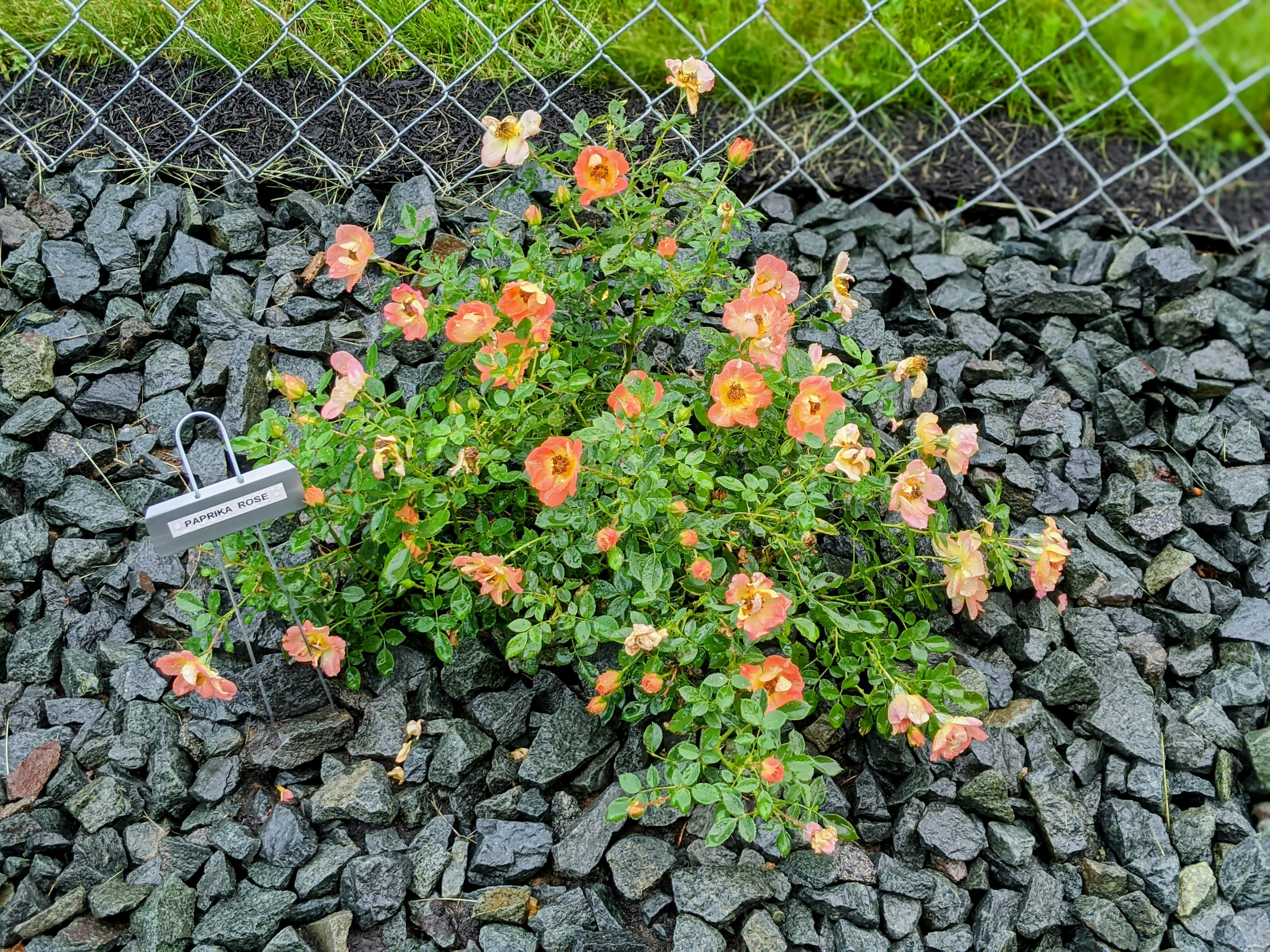 Oso Easy Paprika Rose - Thumbnail 2