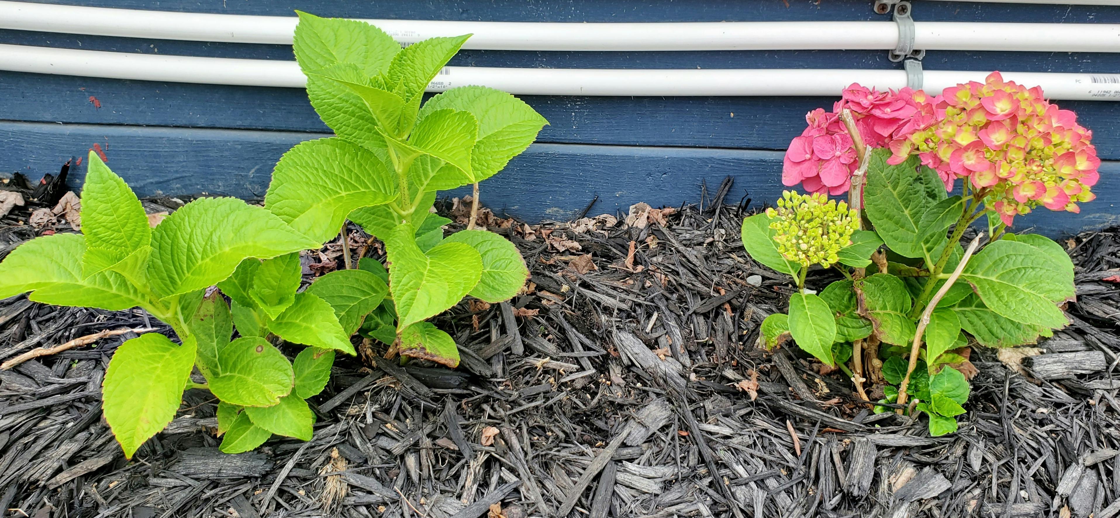 Image of Summer Crush Hydrangea Buds