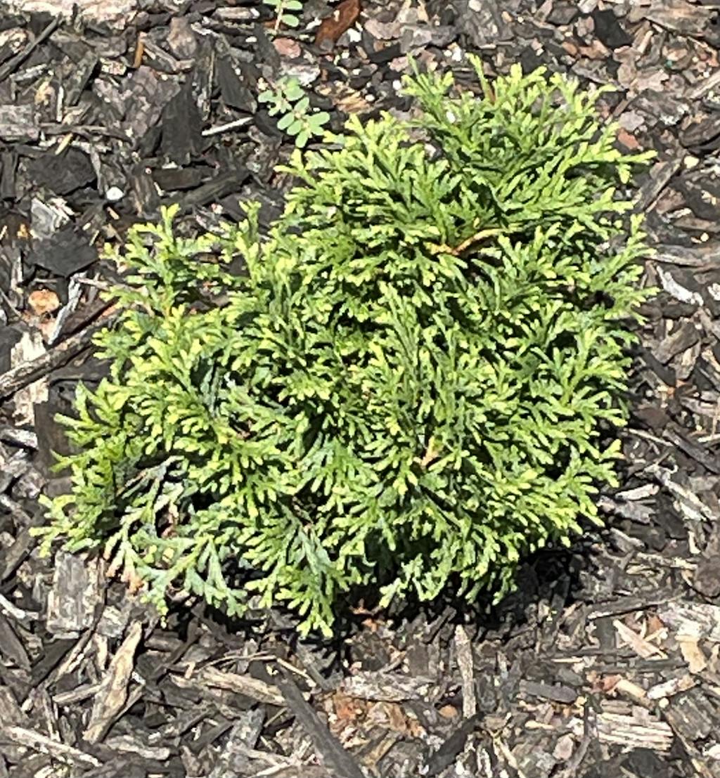 Tater Tot® Arborvitae Great Garden Plants