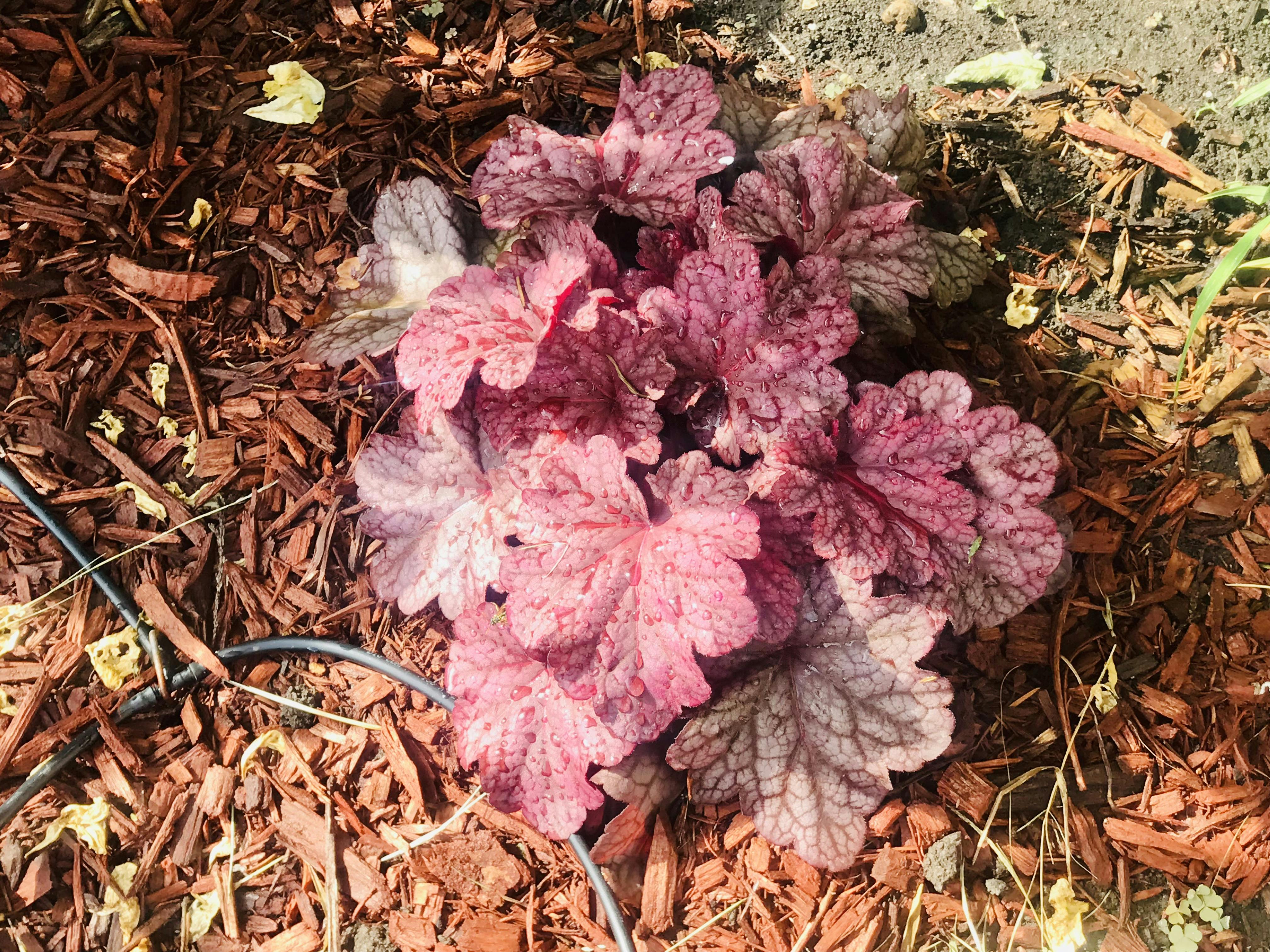 'Berry Smoothie' Coral Bells Heuchera Great Garden Plants