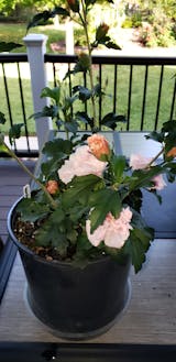 Pink Chiffon Rose of Sharon (Hibiscus syriacus 'JWNWOOD4') in Augusta  Manchester Lewiston Waterville Maine ME at Longfellow's Greenhouses