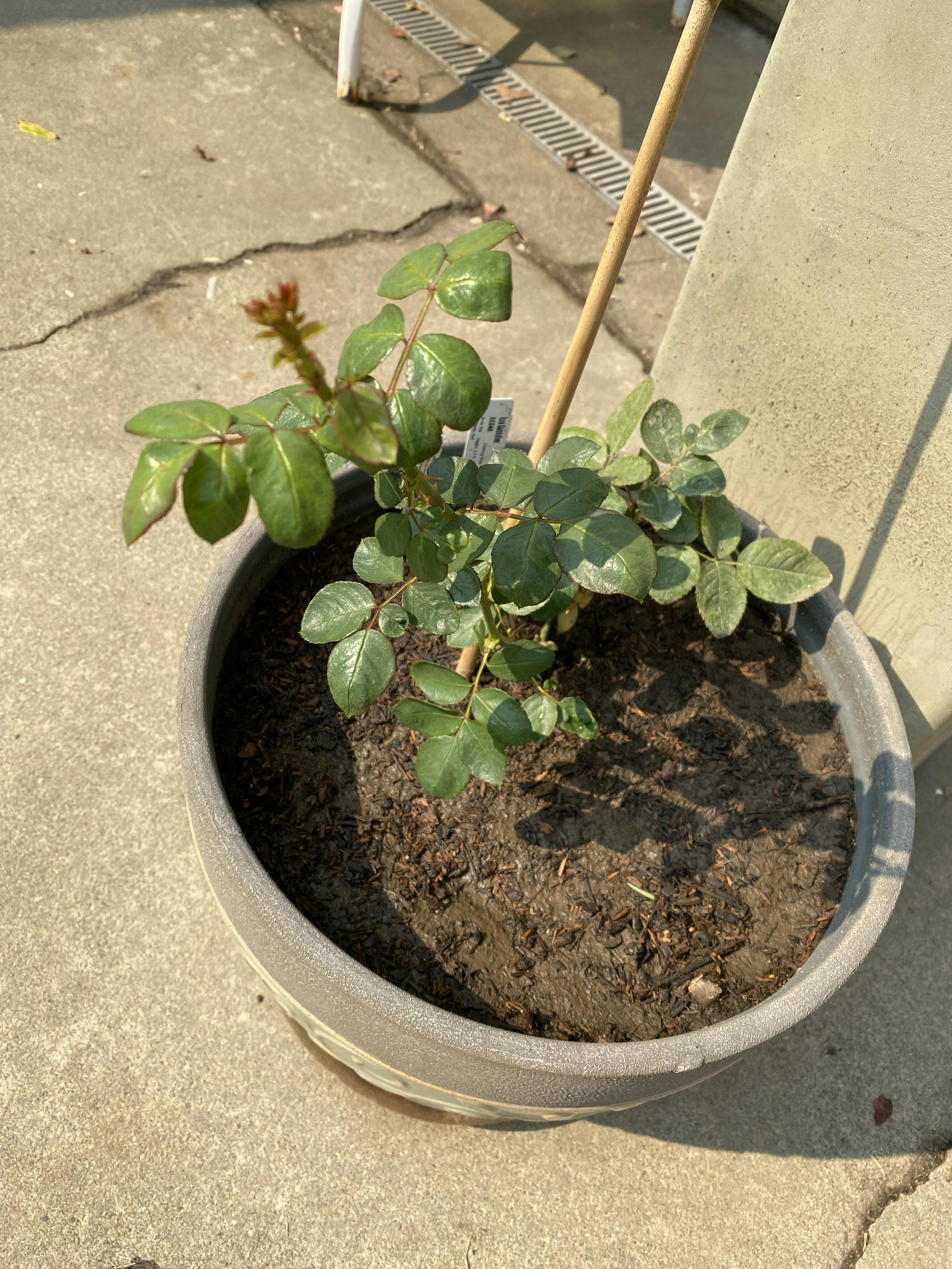 Quicksilver™ Climbing Rose Great Garden Plants