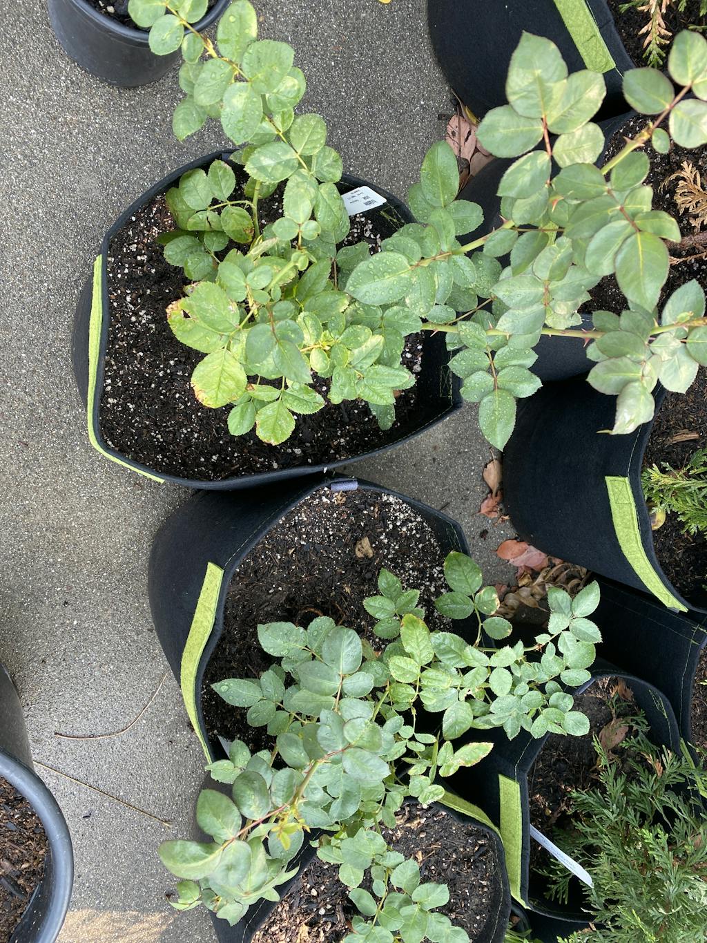 Quicksilver™ Climbing Rose Great Garden Plants