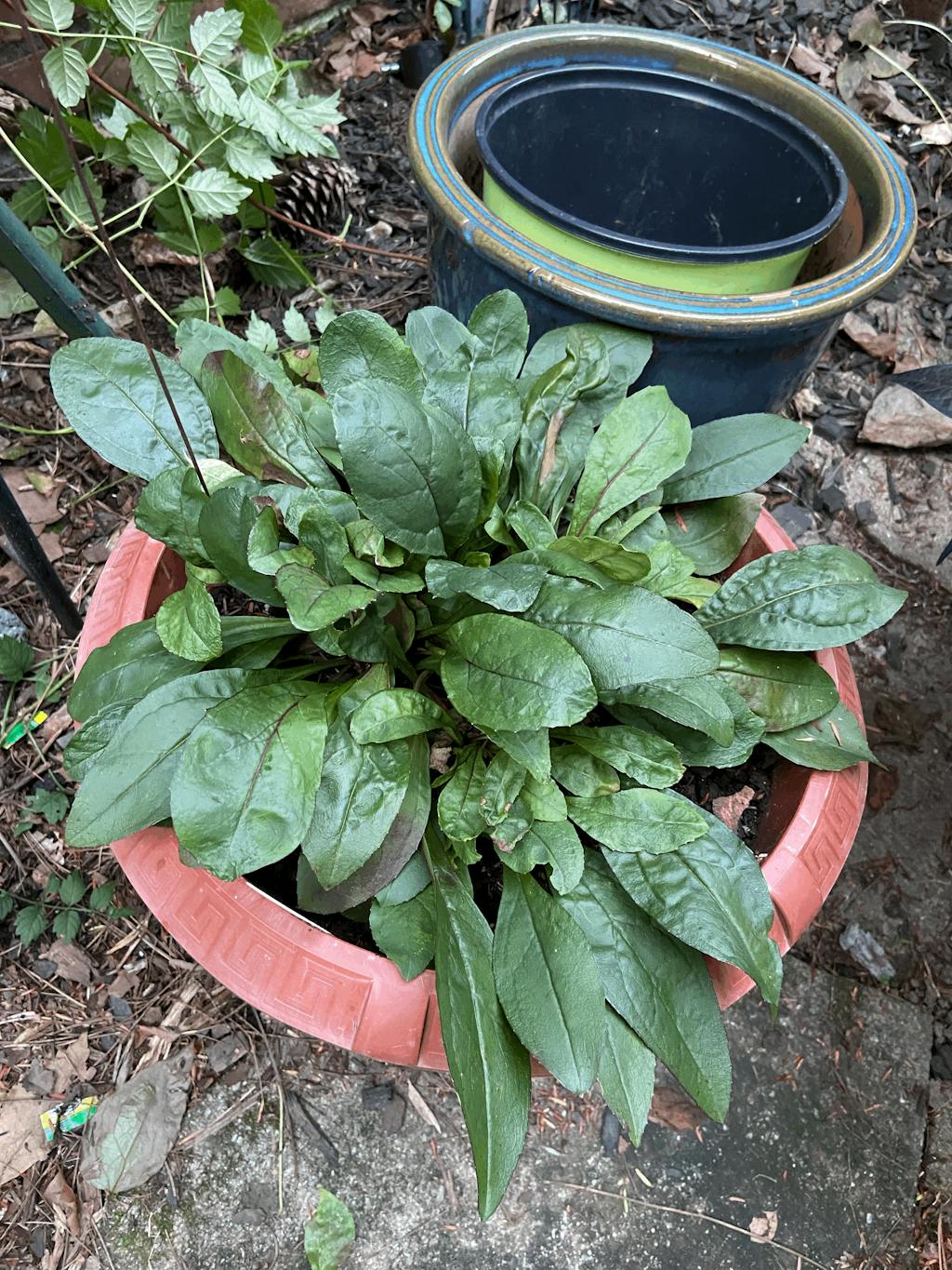'Midnight Masquerade' Beardtongue Perennials Great Garden Plants