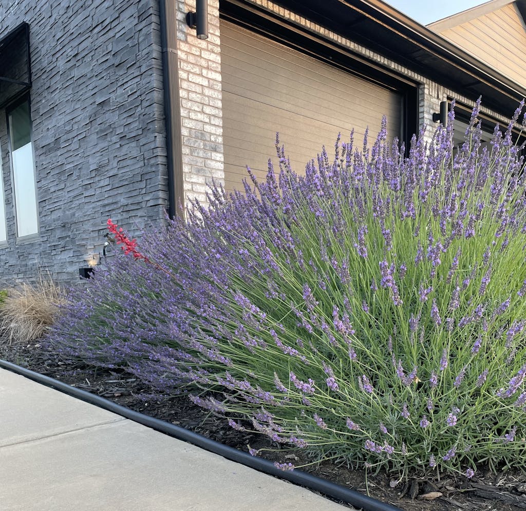 'Grosso' Lavender Perennials Great Garden Plants