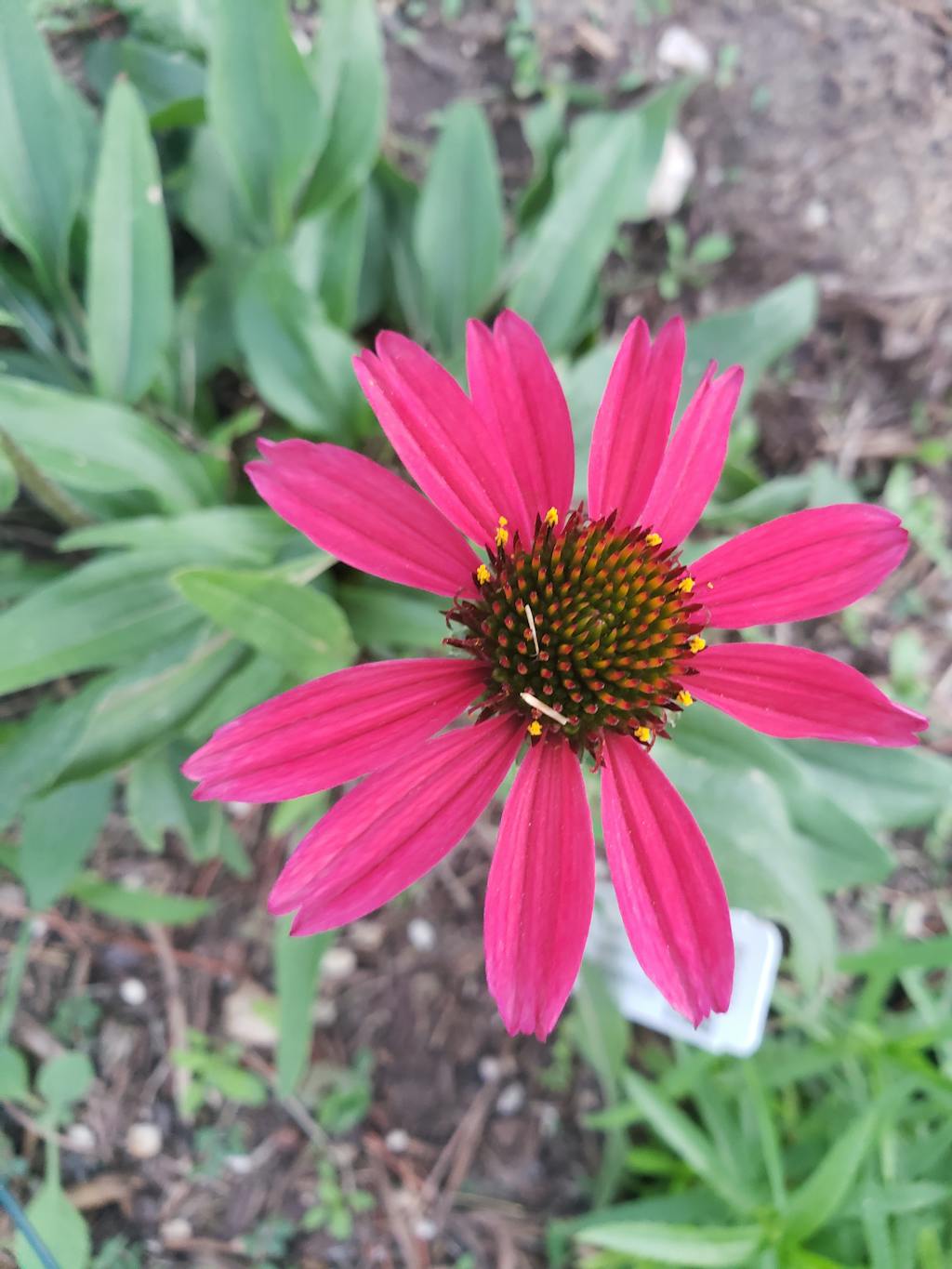 Lakota™ Fire Coneflower Perennials Great Garden Plants