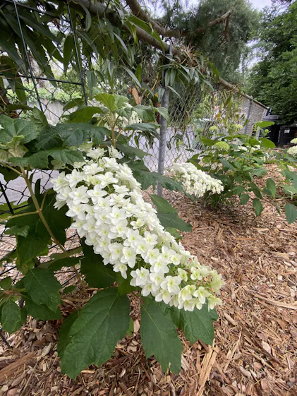 Gatsby Star® Oakleaf Hydrangea | Shrubs & Trees – Great Garden Plants