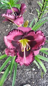 RAINBOW RHYTHM® 'Storm Shelter' Hemerocallis - Garden Crossings