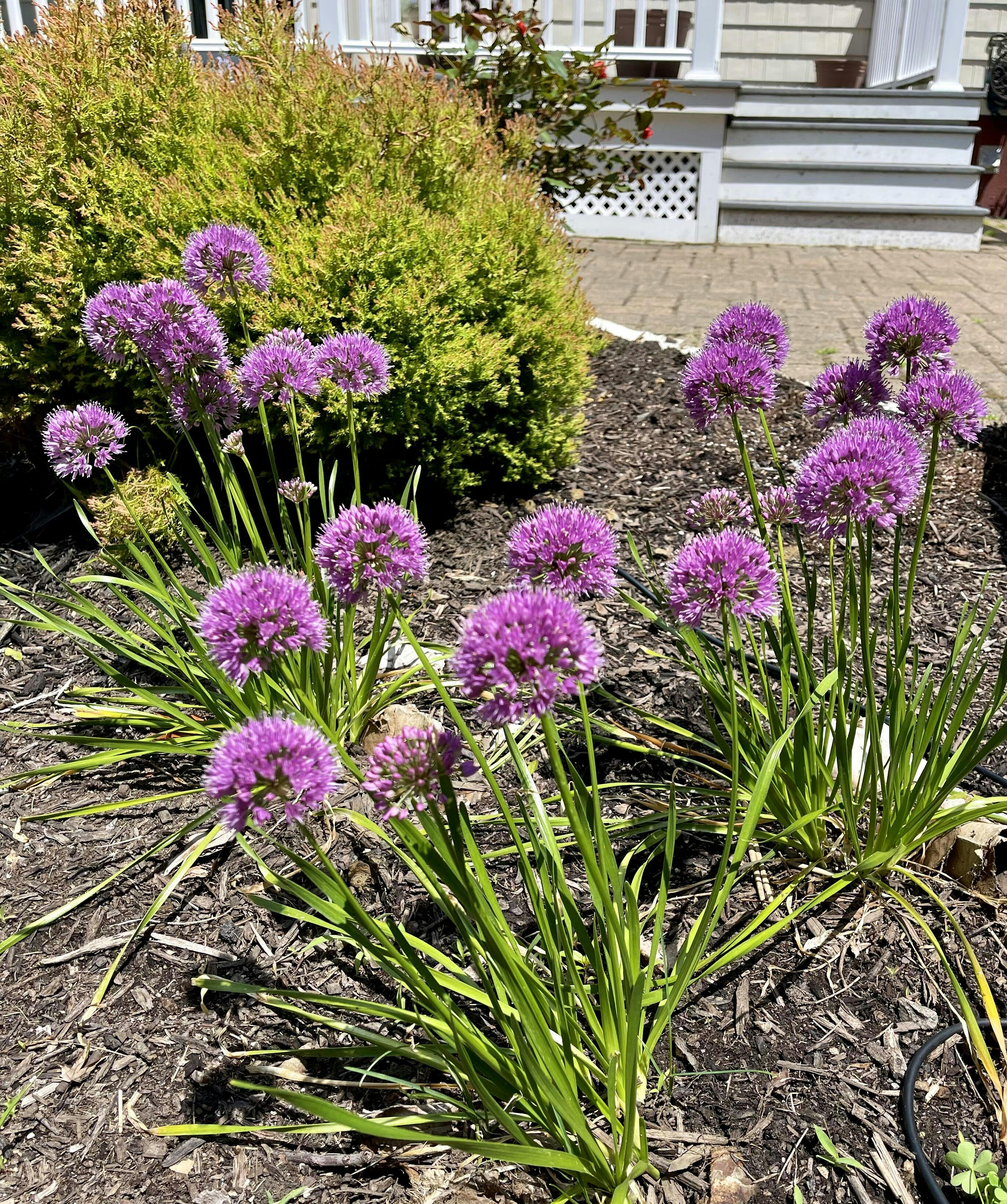 'Millenium' Allium Plants For Sale Perennials Great Garden Plants