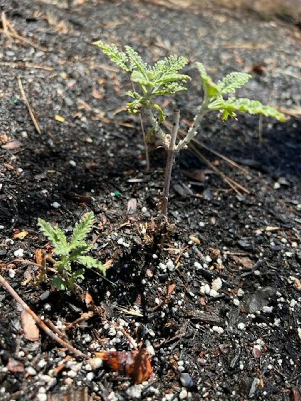 Russian Sage Plants For Sale Perennials Great Garden Plants