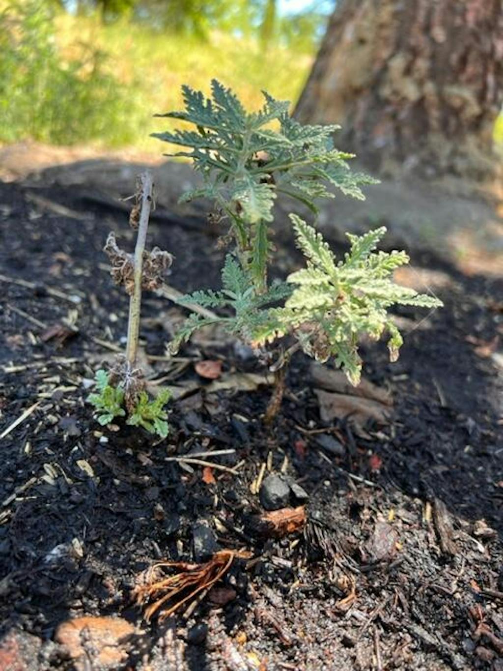Russian Sage Plants For Sale Perennials Great Garden Plants