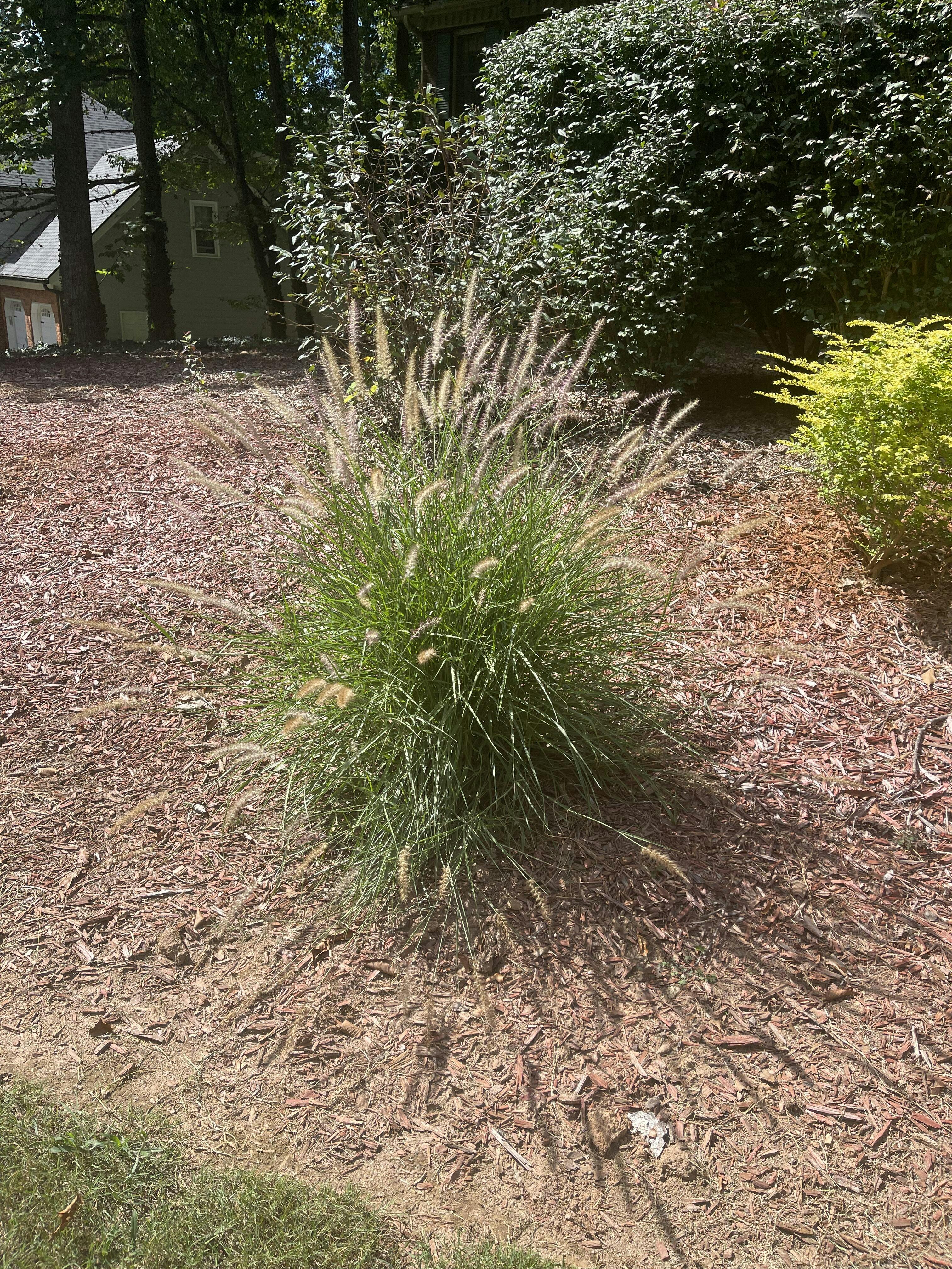 'Karley Rose' Fountain Grass (Pennisetum)