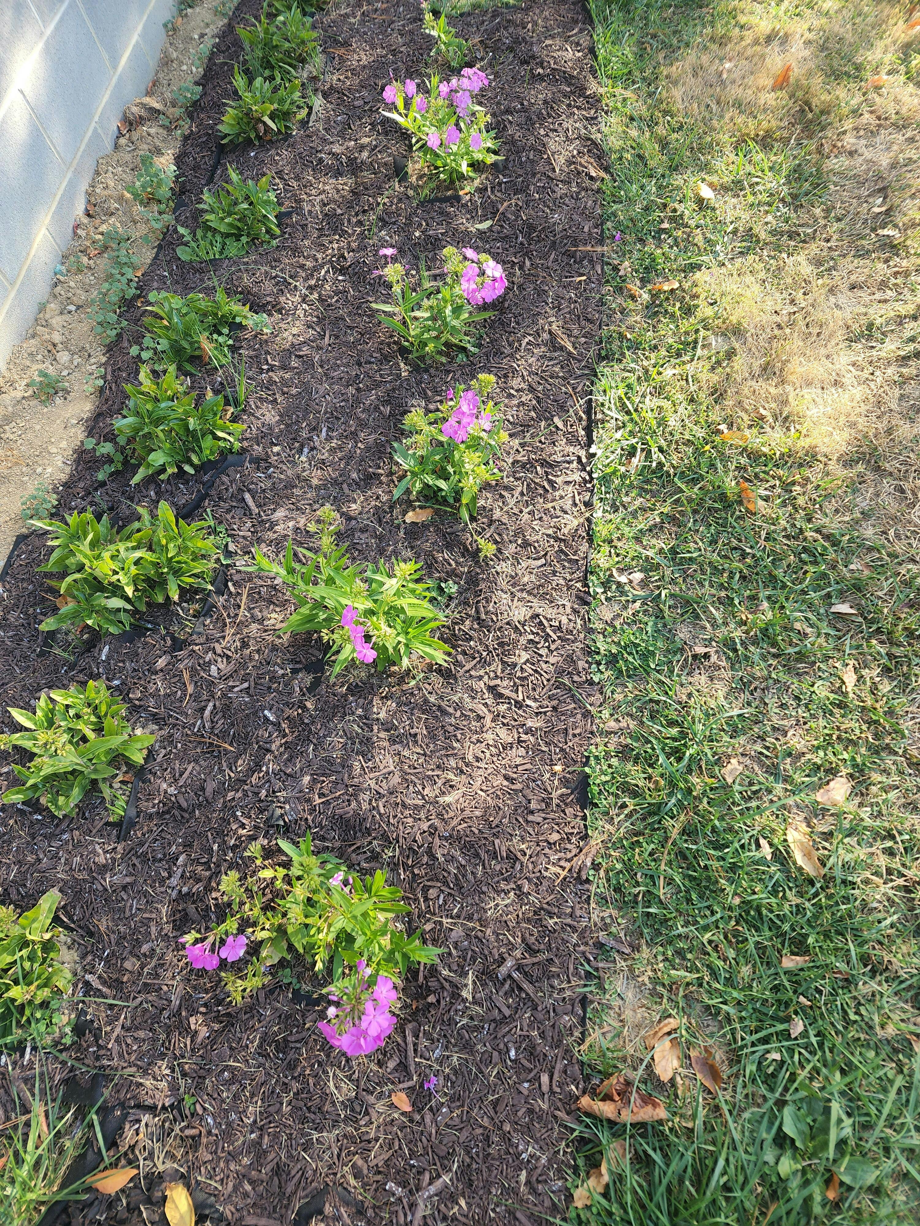 Opening Act Ultrapink' Hybrid Phlox For Sale | Perennials – Great