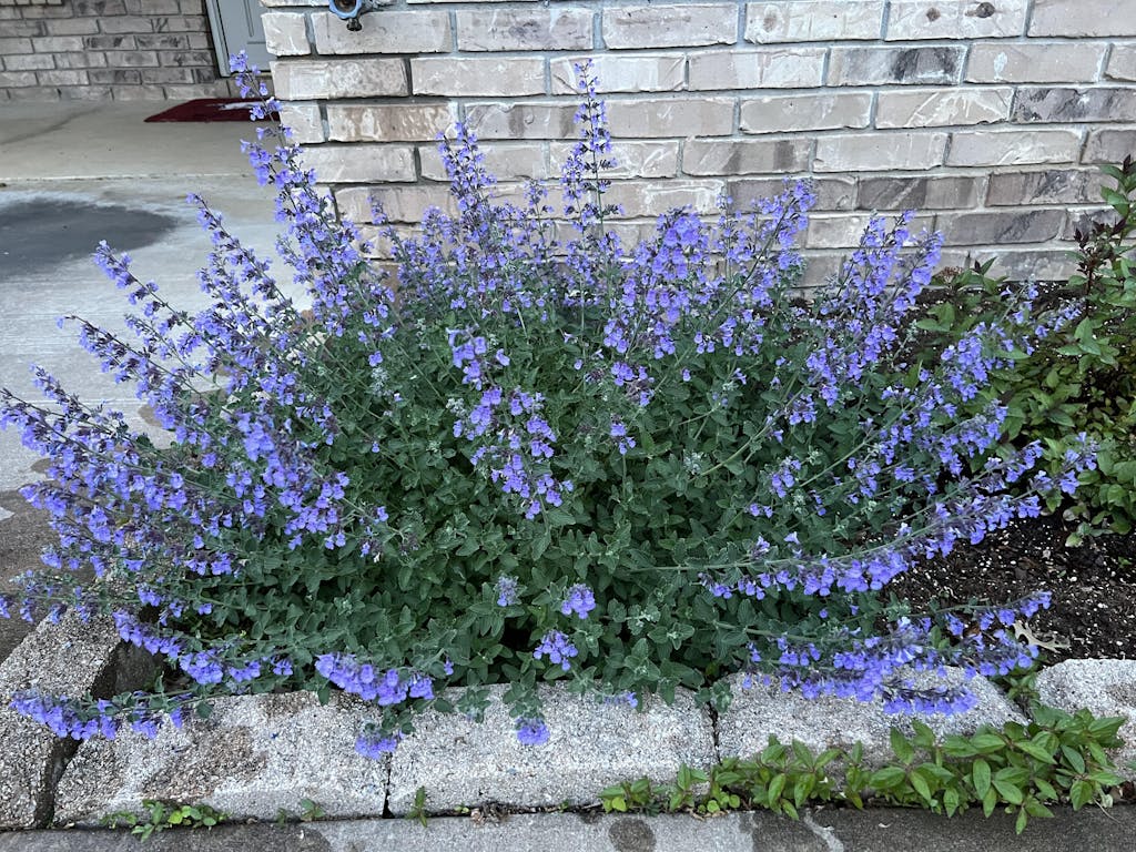 'Walker's Low' Catmint Perennials Great Garden Plants