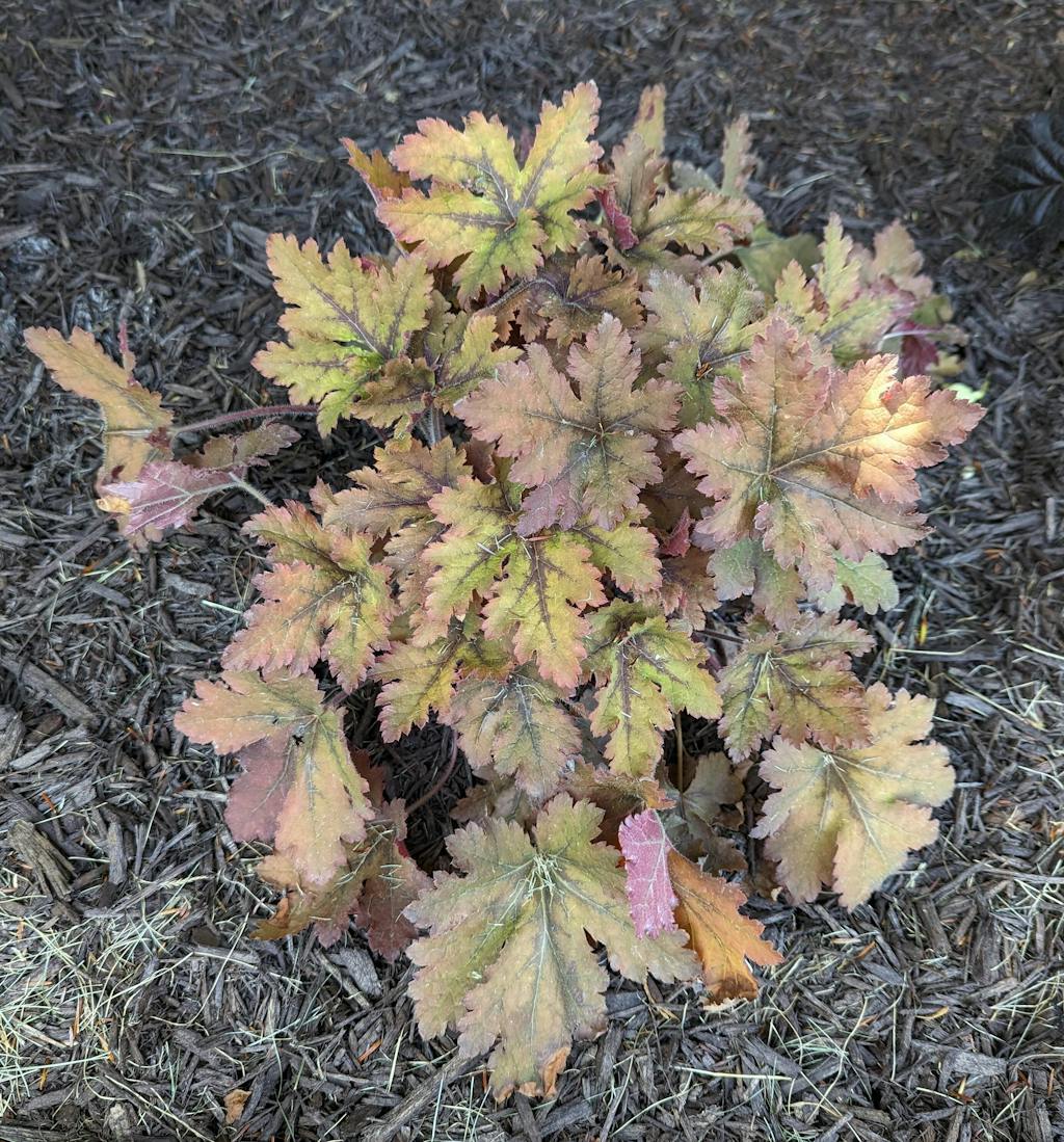 'Copper King' Foamy Bells Perennials Great Garden Plants