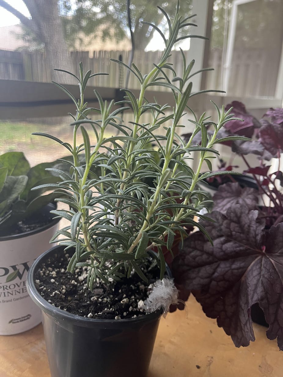 Arp Rosemary - Buchanan's Native Plants