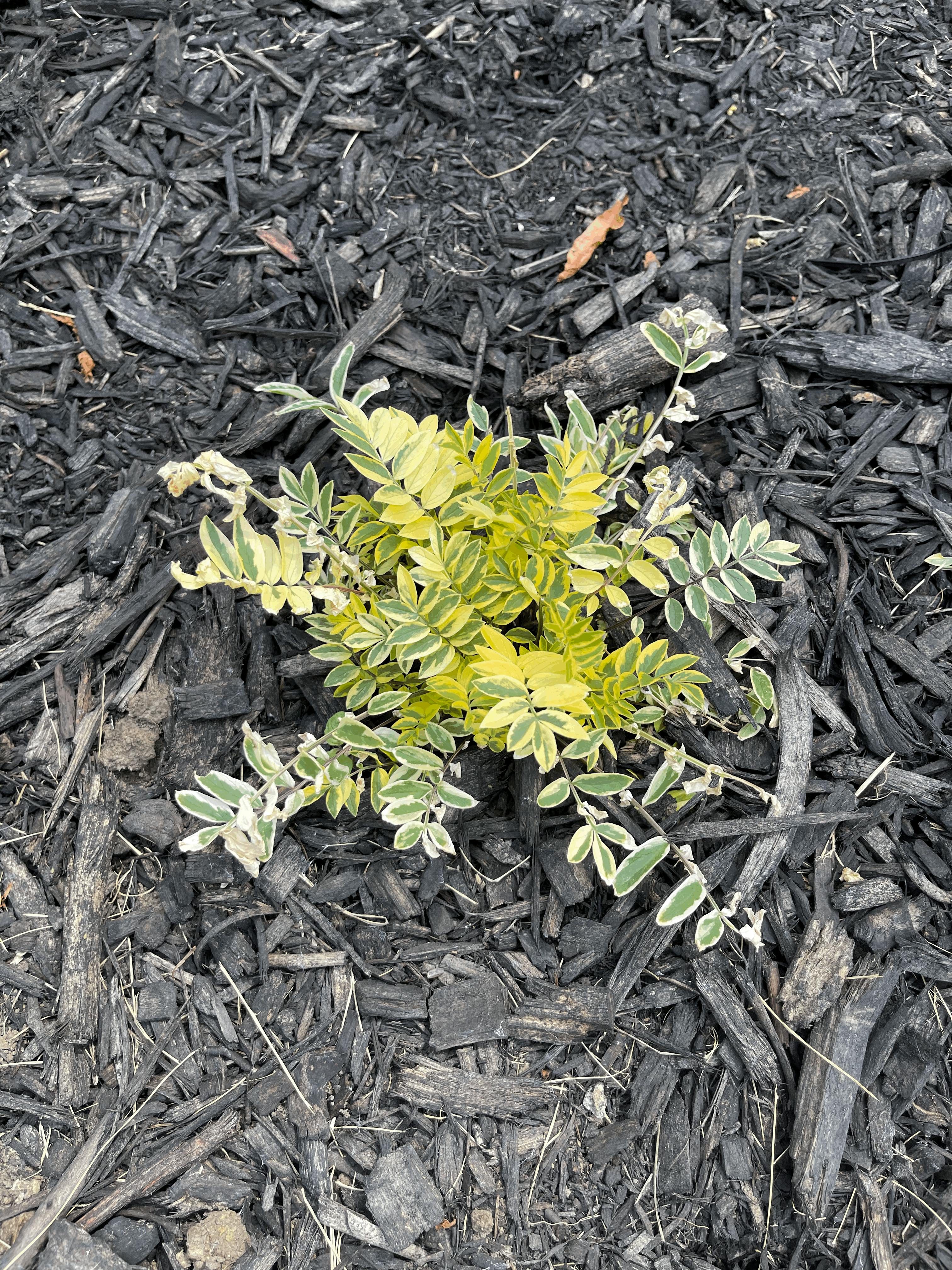 'Golden Feathers' Jacob's Ladder (Polemonium)