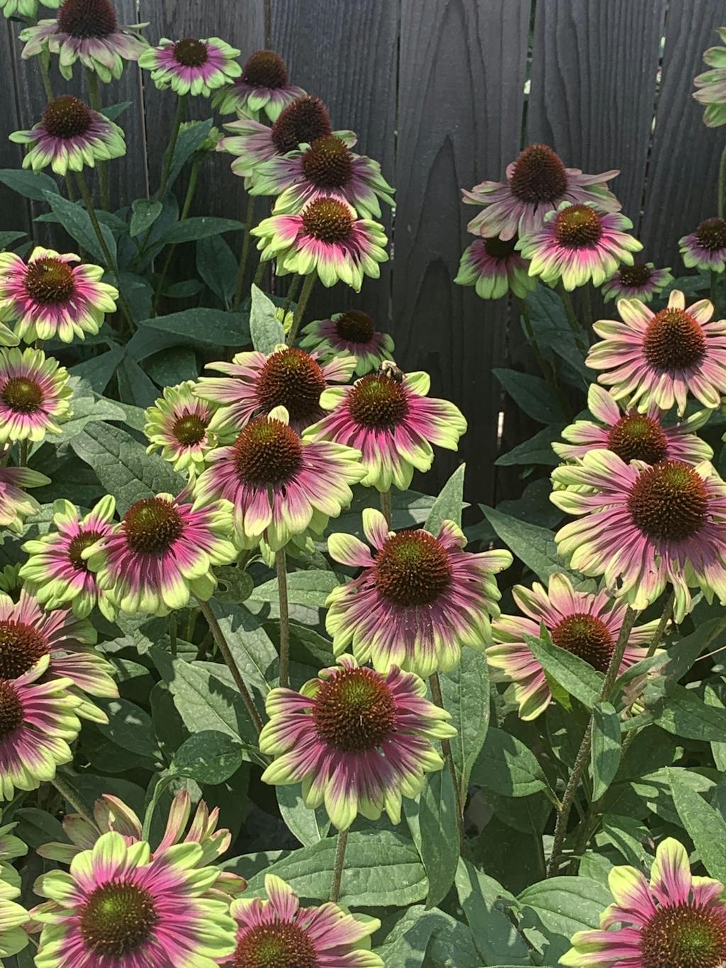 'Sweet Sandia' Coneflower | Perennials – Great Garden Plants