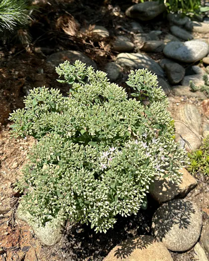 Rock 'N Round™ 'Pure Joy' Stonecrop | Perennials – Great Garden Plants