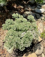 Round Pure Buy Now | Sedum 'Rock N Round Pure Joy' | Ontario Grown