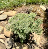 Rock 'N Round™ 'Pure Joy' Stonecrop | Perennials – Great