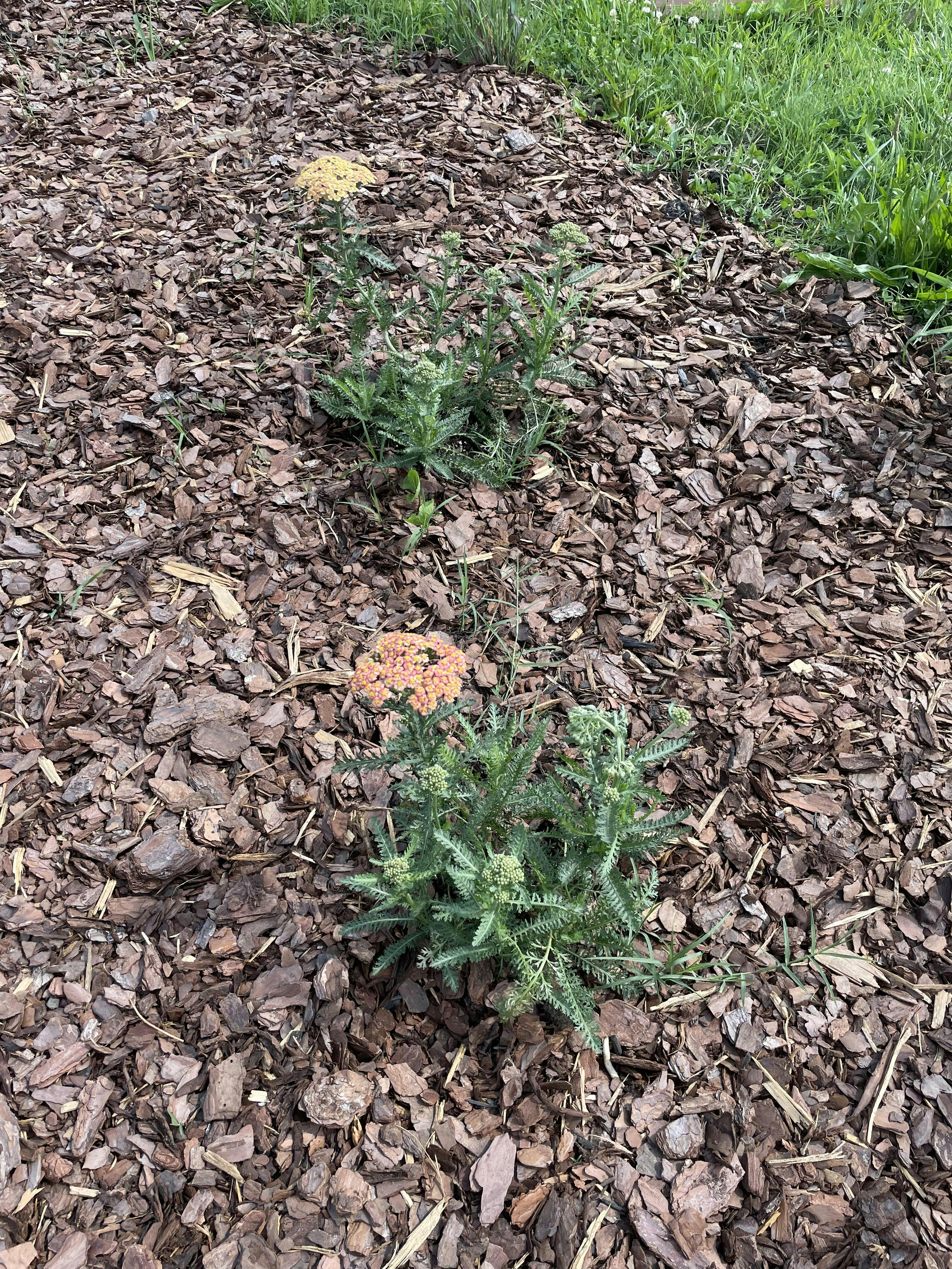 'Firefly Peach Sky' Yarrow (Achillea) - Thumbnail 5