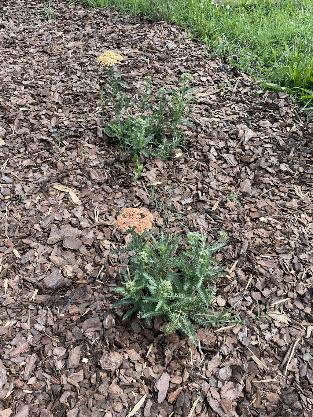 'Firefly Peach Sky' Yarrow | Perennials – Great Garden Plants