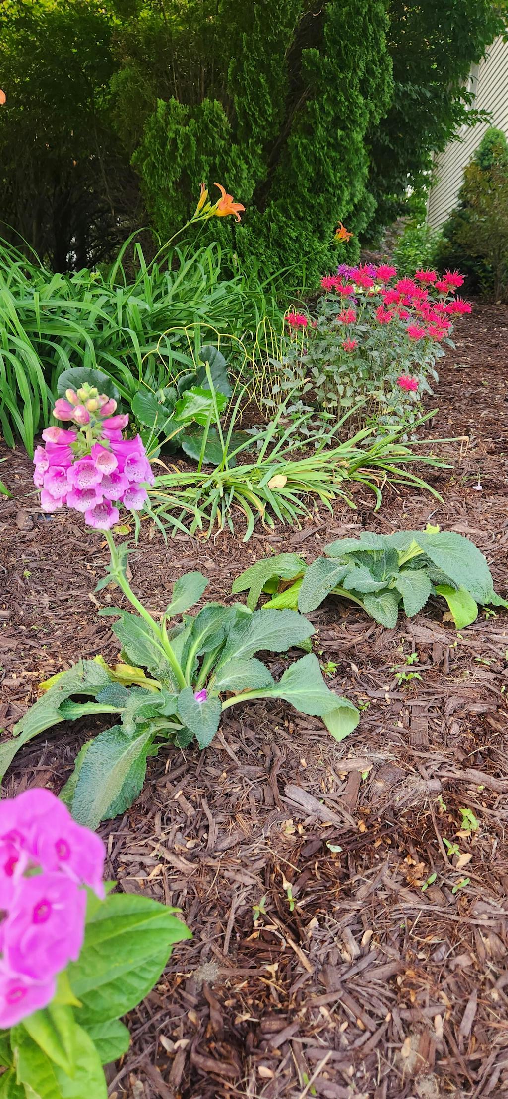 'Dalmatian Purple' Foxglove For Sale | Perennials – Great Garden Plants